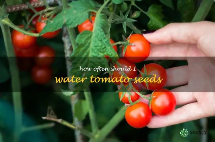 How often should you water tomatoe plants