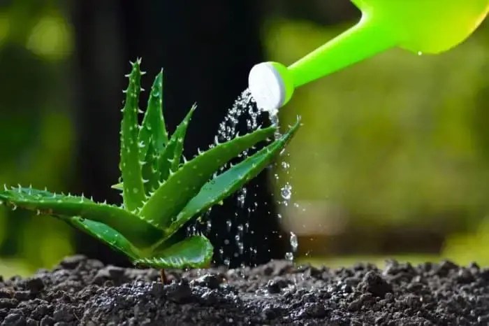 How often should you water a aloe plant