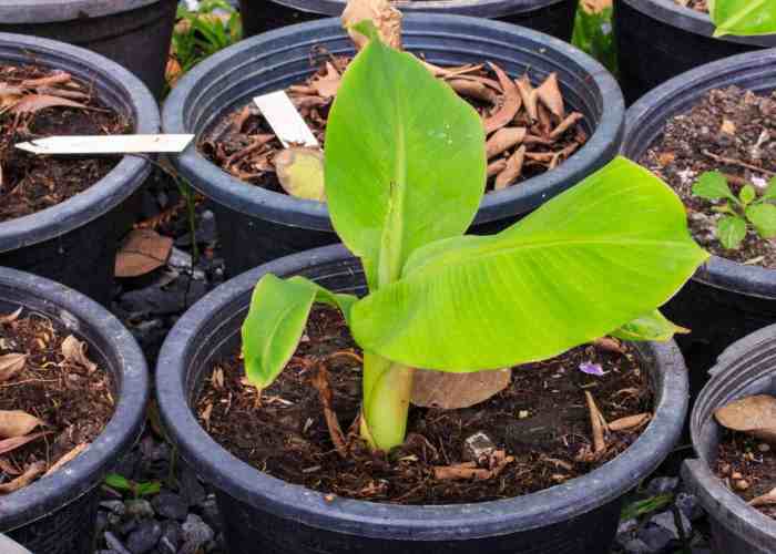 Do banana plants need a lot of water