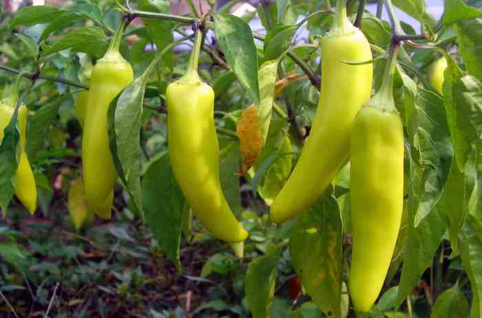 How often to water banana pepper plants