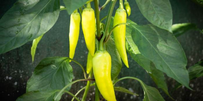 How often to water banana pepper plants