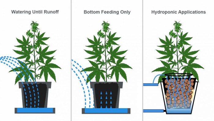 How often should you water your plants outside