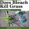 Will Bleach Water Kill Plants?