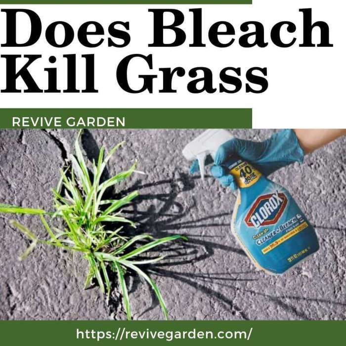 Will bleach water kill plants