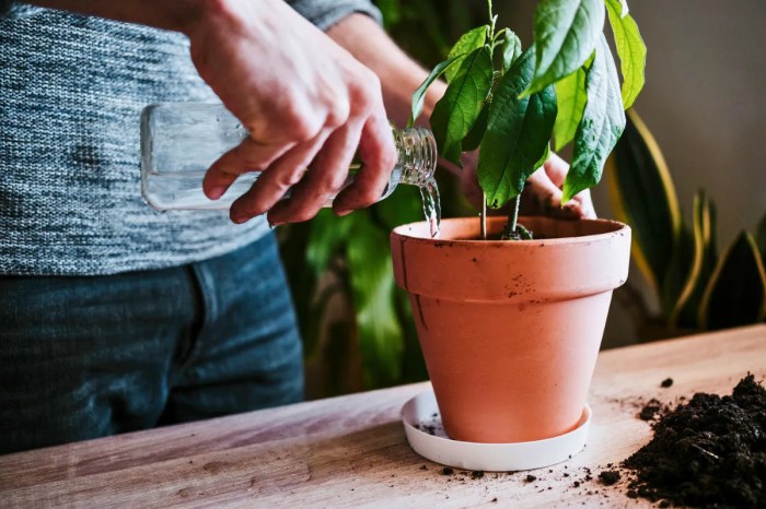 How much to water plants in pots