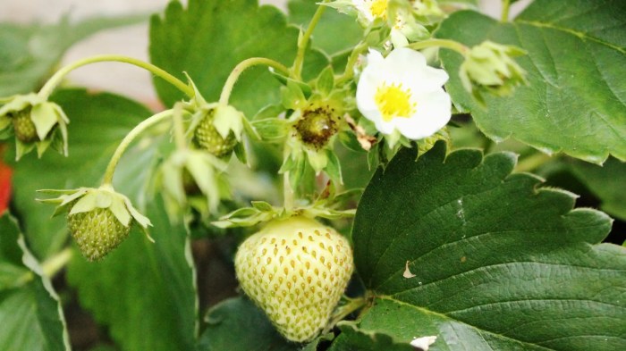 How often should i water a strawberry plant