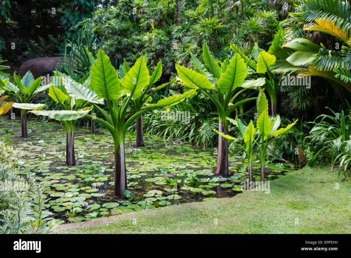 Do banana plants need a lot of water