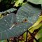 Can Elephant Ear Plants Grow in Water?