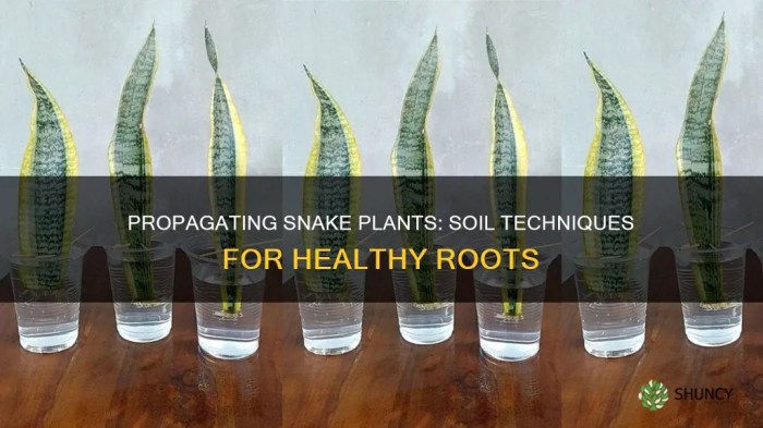 Can you propagate snake plant in water