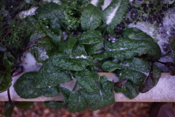 Should you water plants before a frost