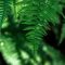 How Often Do You Water a Fern Plant?