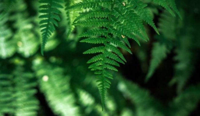 How often do you water a fern plant