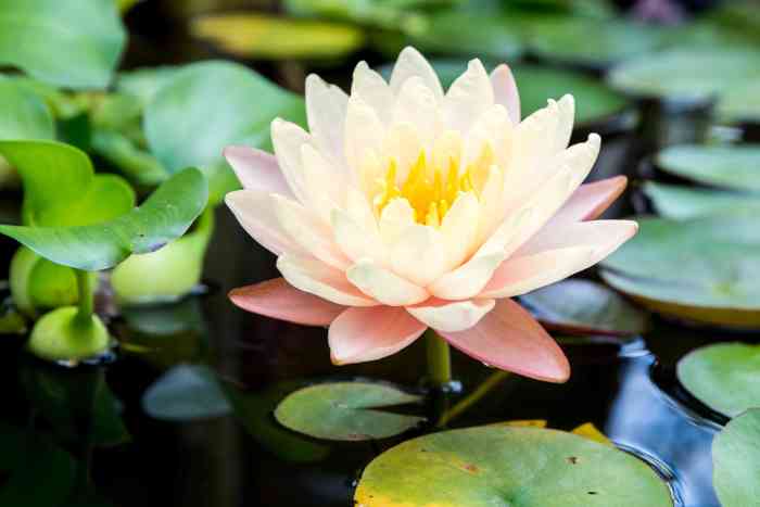 How often to water a lily plant