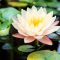 How Deep to Plant Water Lilies