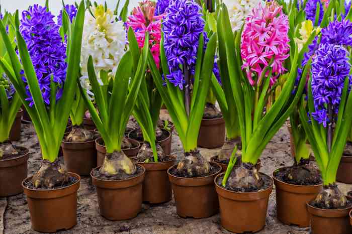 Do you water bulbs after planting in pots