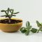 When to Water a Jade Plant