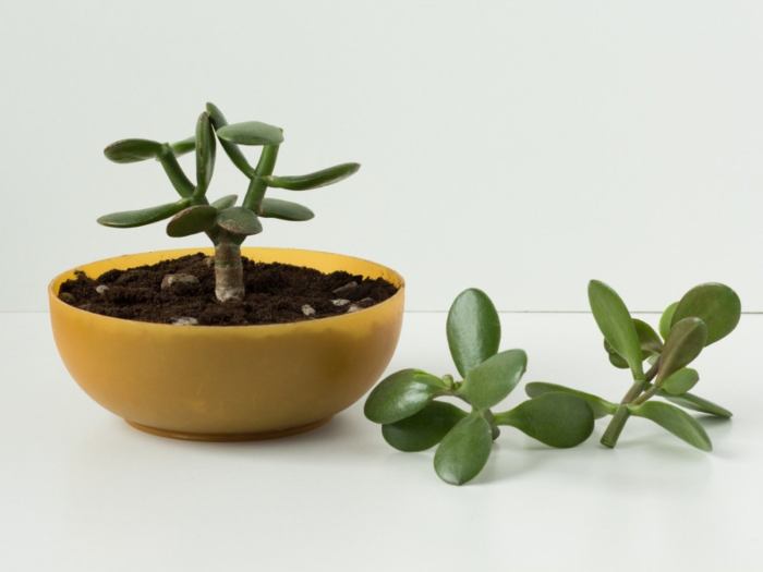 When to water a jade plant