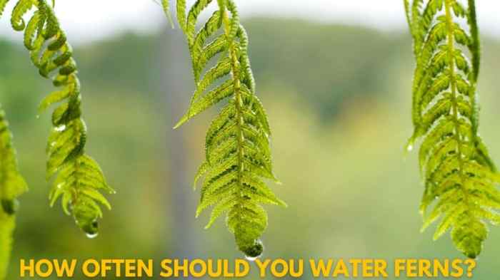 How often do you water fern plants