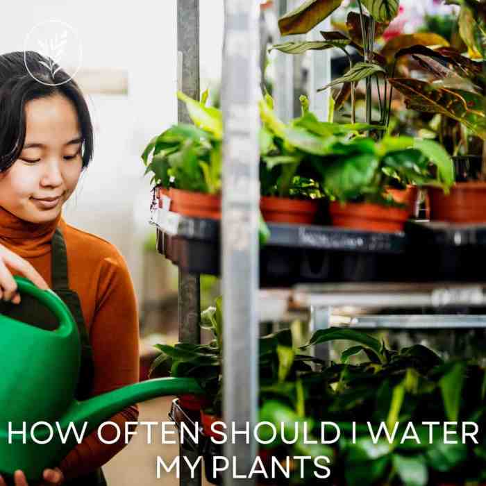 How often should i water my hanging plants