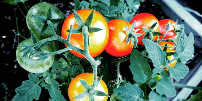 How often should you water tomatoe plants