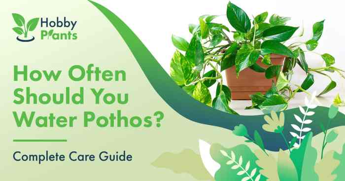 How often should you water a marijuana plant