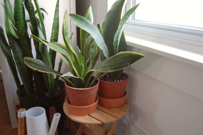 How much should i water my snake plant