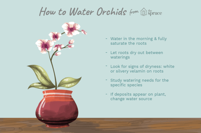 Water orchids watering