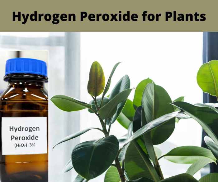 Hydrogen peroxide germination faq