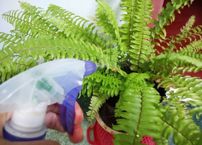 How often do you water a fern plant