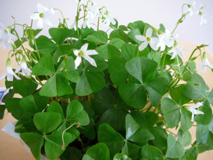 How often do you water a shamrock plant