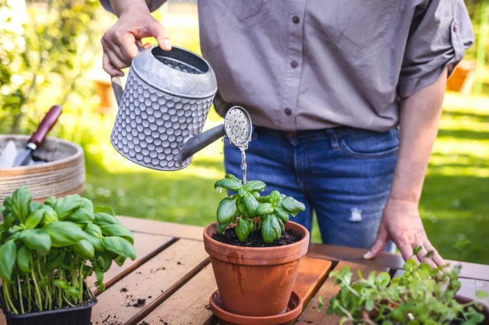 Is rice water good for indoor plants