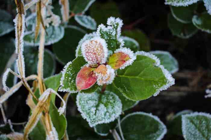 Plants freeze warning cold protecting weather tips leaf