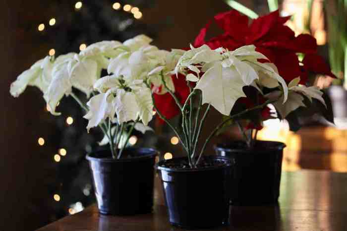 How often do i water poinsettia plants