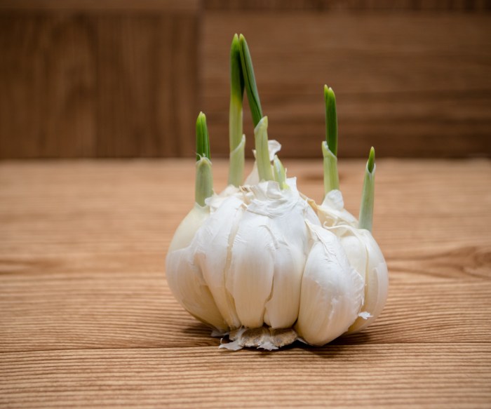 Do i water garlic after planting