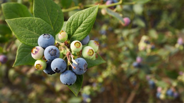 How often to water blueberry plants in pots