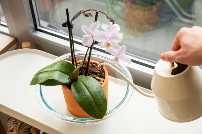 How often do i water my orchid plant