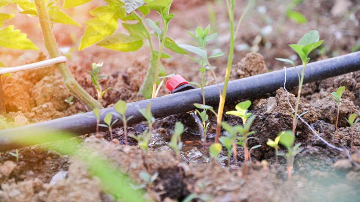 How long to water plants with drip irrigation