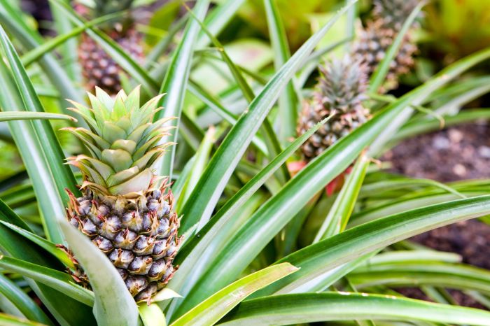 How much water does pineapple plant need