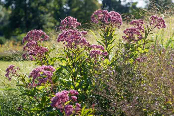 Papyrus plant cyperus umbrella water loving pond alternifolius clumping kens nursery wishlist add upl cyp seleccionar tablero