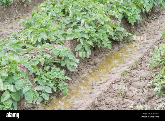 When to water potato plants