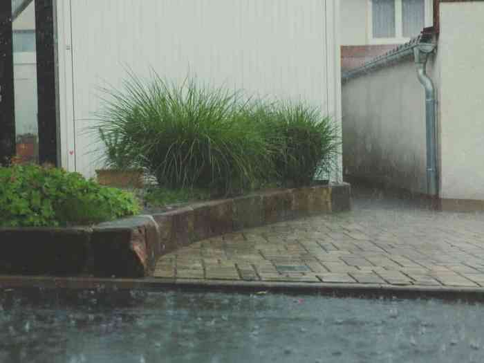 How long is rain water good for plants