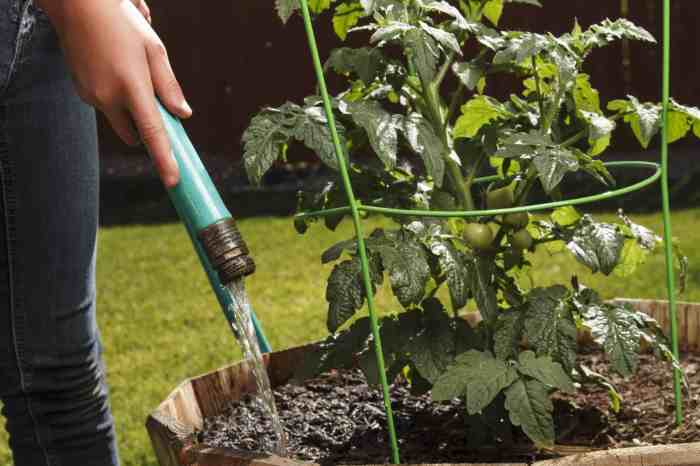 How often should you water tomatoe plants