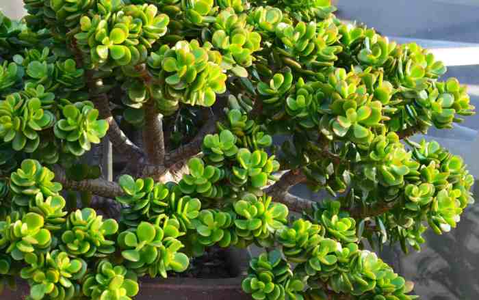 How much water do jade plants need