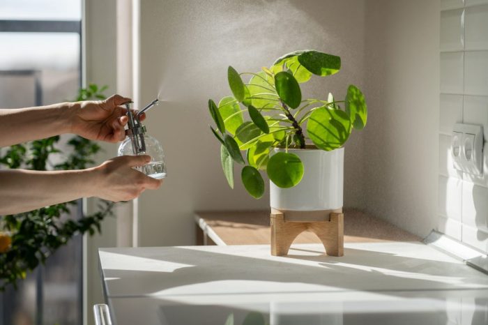 How often to water a chinese money plant