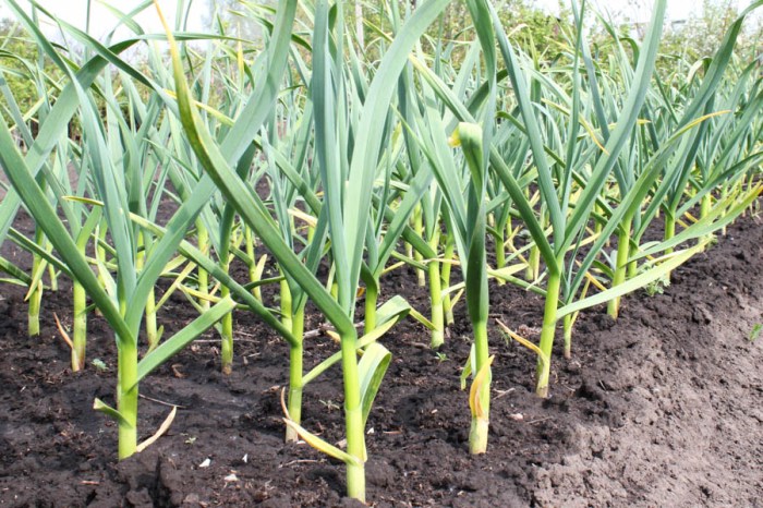 Should you water garlic after planting