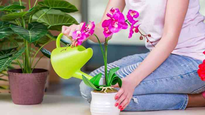 How often do i water my orchid plant