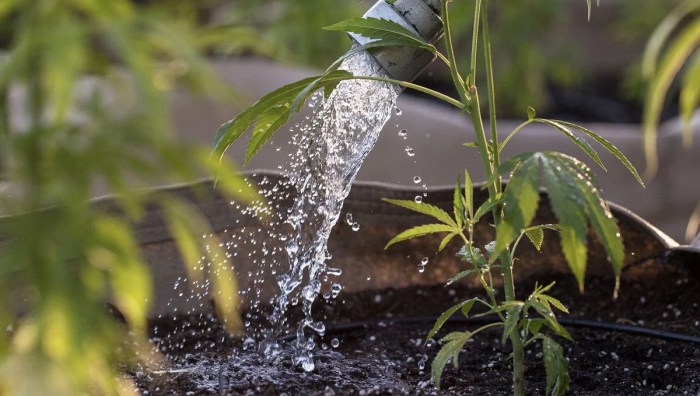 How often to water cannabis plants indoors