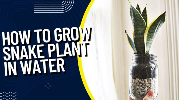 Do snake plants like banana water