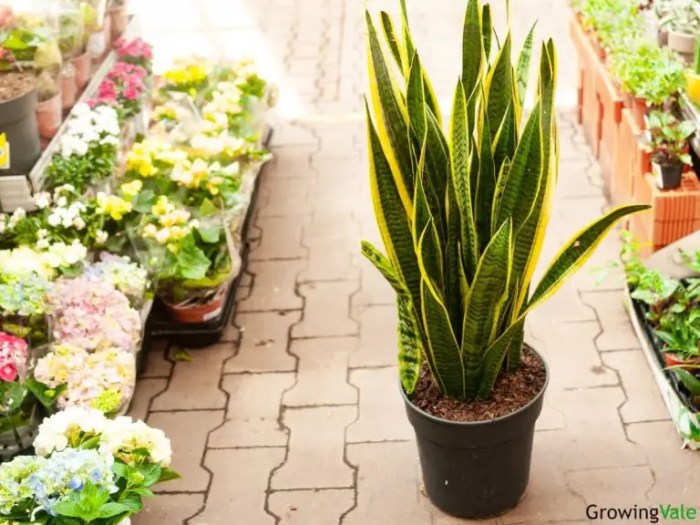 Do snake plants like banana water