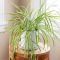 How Often to Water a Spider Plant Indoors